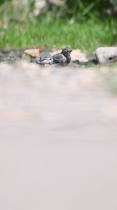 A pair of juvinile Pied Wagtails searching for for in the greenkeepers yard. | The Robin Whisperer