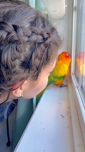 Parrot kiss ☺️ | Zinpawan