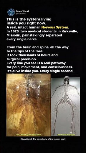 The Living System Inside Your Body. #Education #NervousSystem #Tamuworld