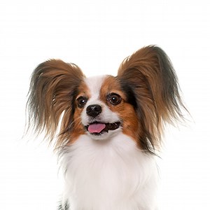 Papillon Puppies - Petland Novi, Michigan