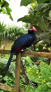 The Key West Butterfly & Nature Conservatory on Reels