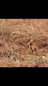 Stumbling for a piece of sumptuous meal #trickortreat #rabbit #everyonehighlights #AI #space #NASA #elonmusk | Discovery Geographic