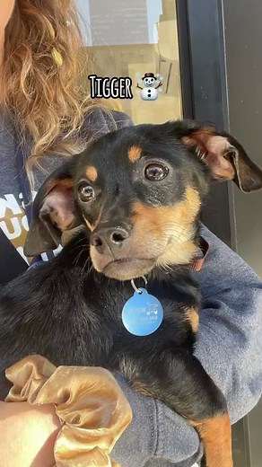 Muddy Paws Rescue NYC on Reels