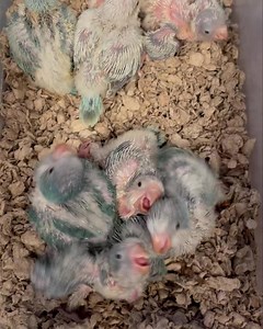We have Beautiful Baby Quaker Parrots being hand-raised here at Feathered Friends & Co!! Come by and see our gorgeous babies this season! Open today til 8:00 pm. Feathered Friends & Co. 4209 S. Alameda St. Corpus Christi, Tx. 361-814-3363 | Feathered Friends & Co.
