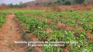 2.7K views · 256 reactions | Une nouvelle production de concombre | 퐕퐚퐧 퐒퐜퐡퐢퐧퐞퐢퐝퐞퐫 퐁퐮퐬퐢퐧퐞퐬퐬 | Facebook