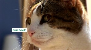 😻 Today is a purr-fect day to celebrate our furry friends! 😻 | Home Furniture Plus Bedding