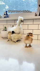 You’re going to want to save this one!! If you have chicks, plan to hatch chicks, or want to upgrade your brooder… This brooder box is a game changer!! Not only is it practical, but it’s also a great way to safely introduce the young chicks to their future flock. The transition from brooder to coop goes smoothly because the chickens already know each other! Many have asked how we clean it out… I find it very easy to shovel out or even scoop the bedding into a dust pan. If you wanted to improve o