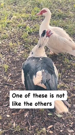 The Muscovy live this little call duck of my daughter in law. #callduck #ducks #muscovy #duckling #chickens #poultry #waterfowl #quack #quack | Kara’s chicken coop