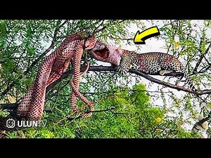 Crazy Battle - Leopards Ambush While Hunting Giant Python