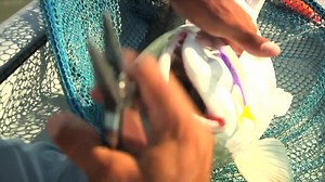 8K views · 34 reactions | Some people think redfish don't have teeth. This is not necessarily true. | Louisiana Sportsman | Facebook