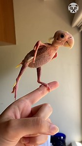55K views · 191 reactions | Blondie the featherless lovebird | Hungry Panda | Facebook