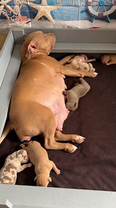 Momma and puppies dreaming 😴 #dogsoftiktok #mother #fyp #dog #dreams #puppies #sleepy #momma #motherhood #snuggles #motivation #motivationdaily | B-Town Bullies