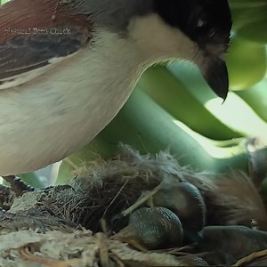 Small birds in the nest get food for crickets and locusts | Natural Bird Check
