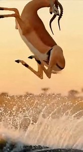 114K views · 1.9K reactions | Witness a tense moment 'caught on camera' as an 'antelope' peacefully drinks at a waterhole. Suddenly, a 'crocodile attack' unfolds in a classic 'predator prey' scenario, showcasing a 'thrilling escape'. This incredible footage captures the raw instinct of nature's survival. | Rescue Stories | Facebook