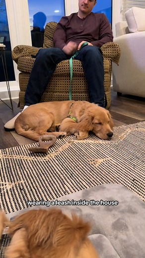 reality of having a puppy & a baby： it took a ton of training to be able to trust cosmo to roam around & play with myla. We are so proud of the progress he has made but know | Cece & Yuki