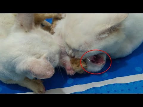 Newborn Kitten Screams Loudly When Bitten By Dad