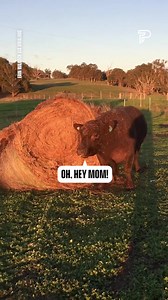 2.1K views | Is that hay bale moving on its own?  #jenniferlopez #alexandradaddario #AngelinaJolie #MeganFox #margotrobbie #chrisevans #ChristianBale #AnneHathway #BrieLarson #ScarlettJohansson #elizabetholsen #JenniferLopez #JenniferAniston #JenniferLawrence #priyankachopra #KristenStewart #HaileeSteinfeld #emiliaclarke #galgadot #wonderwoman #DC #mcu #MeganFox #kyliejenner #kimkardashian #kendalljenner❤️ | Positive Energy Pets | Facebook