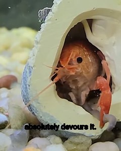 Do Captain Hook like worm | Fish With Tony Mustache