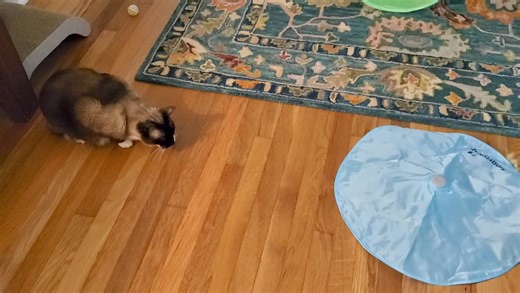 1.5K views · 337 reactions | Tooga & Booga destroying SmartyKat products Hot Pursuit #4. They tend to get a little rough!! | Tooga Tales | Facebook