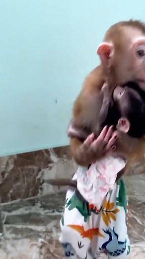 Hair Red Monkey_s maternal instinct is aroused when meets baby monkeys | A Bi Monkey