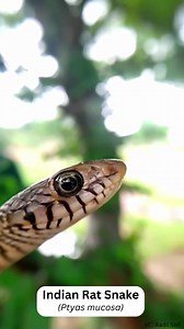 Indian Rat Snake (Ptyas mucosa) is a common non-venomous species of colubrid snake. It has a long body with dark colour patterns on the whole dorsal surface. Vc: Aadil Saif #indianratsnake #Ptyasmucosa #RatSnake #reptileaddict #coldbloodedanimals #wildlifeplanet #reptilesofrajasthan #rajasthanwildlife #wildlife #wildanimals #biodiversity Incredible India Ministry of Environment, Forest & Climate Change, Government of India Wildlife Conservation Society-India | Rajasthan Forest Department