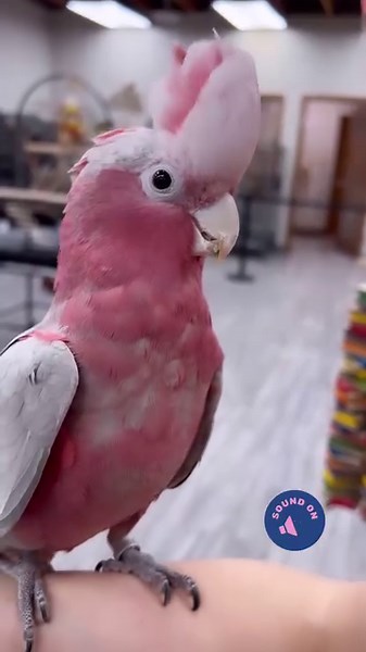Love his little voice 💖 #rosebreastedcockatoo #galah #galahcockatoo #pinkcockatoo #galahsofinstagram #cockatoo #cockatoos #cockatoolove #cockatoolife #cockatoosofinstagram #cockatoosofig #cuteparrot #cuteparrots #hi #cutebirds #cuteanimals #happyparrot #parrot #parrots #parrotlife #loveparrots #parrotlove #parrotsofinstagram #parrotsofig #parrotstars #parrotstarsarlingtonheights | Parrot Stars