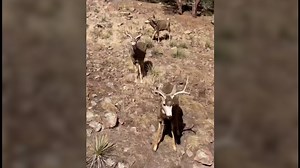 Woman loves to spend time with these wild animals. See deer visit her yard.