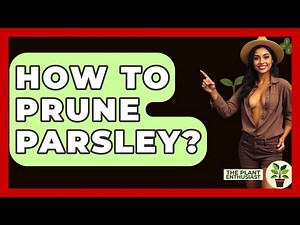 How To Prune Parsley? - The Plant Enthusiast