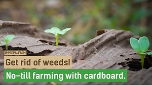 The first book that got me interested (and hopeful) about growing my own food is called "Gardening without work" by Ruth Stout. Other than known for gardening naked, she is also known to emphasize the importance of mulching to not only feed and preserve your soil, but to also reduce the effort required to grow your own food. 🌱🌱 Continuing in her footsteps (mulching specifically, ahem) we use leftover or rotting straw that we can't use to feed cows...and when we run out, we use whatever organic