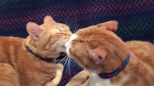 Animal Justice League on Reels