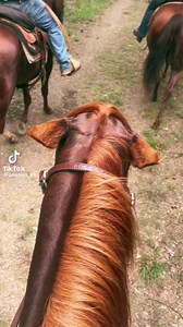 Chestnut mares 﫣 | Horse Floats Australia | Facebook