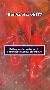 153K views · 1.9K reactions | But non-stun halal slaughter is fine?! | We are the 52% | Facebook