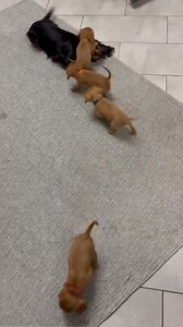 Little tails wagging, little hearts glowing—our Cavalier King Charles Spaniel puppies are pure sweetness. #LittleWaggers #CavalierCuties #PuppySweetness #SpanielBabies #AdorablePaws | Cavalier king Charles spaniel puppies for adoption