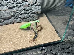 Giant Mantis VS Centipede