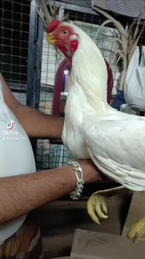 1.4K views · 21 reactions | Shipment is coming from India  to Pakistan , top linage birds coming Alhamdullilah ❤️Shipping services available from India to Pakistan, as well as quality young stags and chicks available..Contact # +923228420713 | Birds Paradise Farms | Facebook
