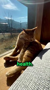 Do you give your cats coconut oil? 🥥🐈 . . . . #CatTherapy #PositivePaws #catlife #catsofinstagram #igcats #instacat #ilovecat #catreels #kittycat | Cat Lovers Club