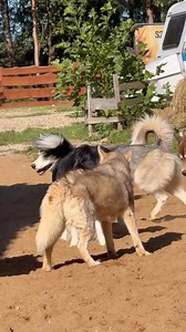 51K views · 812 reactions | Od rana #husky pracują nad Kodim...