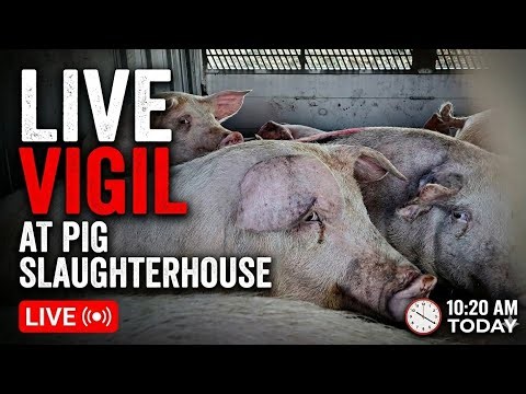 Project Live stream, Vegan Pixie shows you the truth