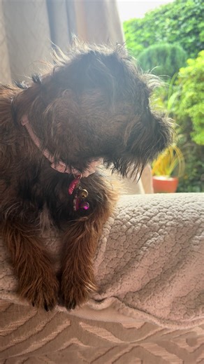 Bonnie the Border on TikTok