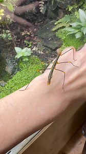 1.2K views · 53 reactions | Here’s a short video of my female Peruvian stick insect. She’s incredibly docile and calm. | J&D, Dart Frog's UK | Facebook