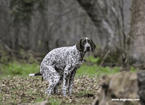 How to Stop a Dog From Pooping Inside - 5 Thing You Need to Know