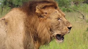 Male lion panting during a blazing hot day in the African Bush Kingdom #reels #reelsfb #reelsviral #viralpage #video #africa #Amazing #life #Wow #wildlife #travel #trending #trend #reelsvideo #animal #nature #viral | African Bush Kingdom