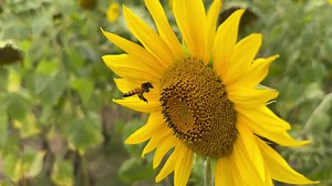 Cute bee collecting honey from a yellow sunflower video on a blurry green background. Insects and nature footage. Beautiful yellow sunflower and bumblebee, Pollination concept close-up footage.