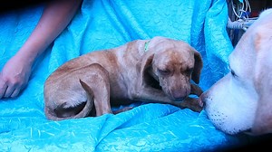 Meet Jami! For more info or to apply to adopt go to joyfulrescues.org. | Joyful Rescues