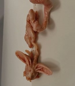 The Strange Pink Blob That Appeared on My Wall and The Mystery It Left Behind Detail in the first comment! | Vartem