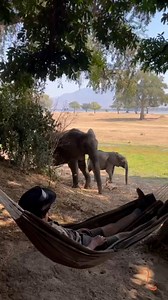 16K views · 449 reactions | Witness wildlife up close as you discover the magic of Zimbabwe. Become one with the wild at Zambezi Expeditions. | African Bush Camps | Facebook