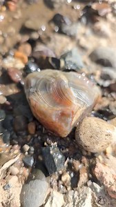 Rippin Da Beauts AKA Lake Superior Agates! | The Agate Dude