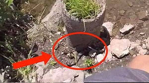 48K views · 1.3K reactions | Chills on Reels | Facebook