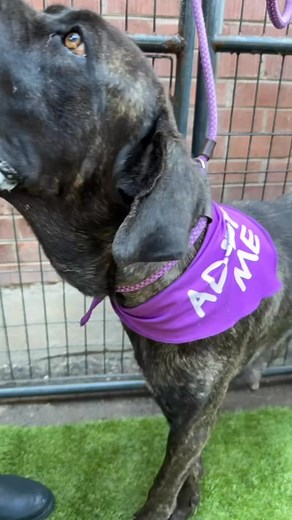 Just some of our adoptable Az Mastiff Rescue Dogs………….Can you count the Corsos?! ADELINE - buddies w/ Braun. ANDRE - looks older than he is. BELLA 3 - owner surrender. BRAUN - buddies w/ Adeline. CHEVY - happy dude. CHERRI & CARRIE - needs cherry eye surgery. DANTE - HES HUGE. DRUMSTICK - sits on your foot during photos ! ELOISE - likes to chill at events. FREYA - no appointments or applications in months. GENE - ball of energy at first, love bug. HARLEY - sweet sweet girl had puppies in the she