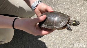 2.8K views · 238 reactions | June is the busiest time for spotting...